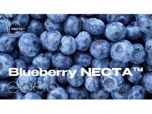 Blueberry NECTA [블루라이트차단]